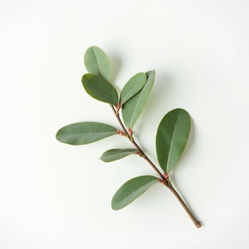 Green Foliage on Neutral Background photo