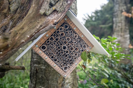 Bamboo stick insect house on tree in garden park. Homemade bug refuge, pollinator eco habitat photo