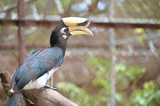 A Oriental pied Hornbill bird living in a cage. a large bird with black plumage and white patches. It's distinctive large bill is pale yellow. photo