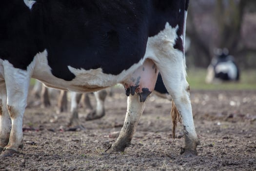 A cow with a black and white udder is standing in a field. The udder is full of milk, and the cow appears to be in a relaxed state photo