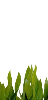 Fresh Green leaves isolated on white background for vertical eco banner, natural product, marketing design of nature organic theme, photo of grass blades in row, texture template for floral decoration
