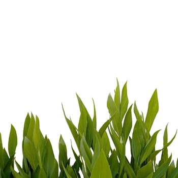 Horizontal nature banner with crisp green grass blades on white. Versatile organic background for eco-products, floral decorations or sustainable branding projects photo