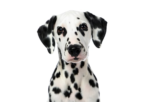 Dog Background Adorable Dalmatian Puppy Portrait Close Up Studio Shot of a Cute Dog photo