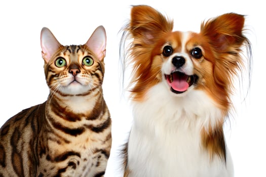 Dog Background Adorable Bengal Cat and Papillon Dog Portrait Pets Companions Friendship photo