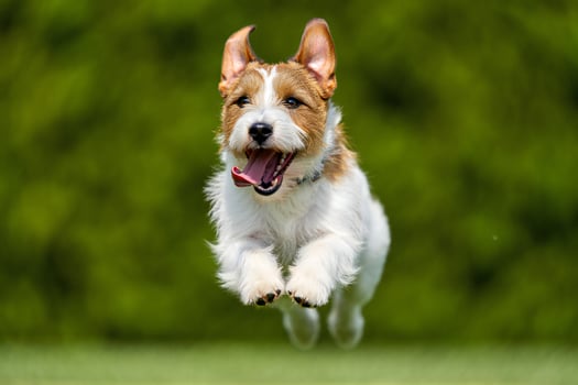 Dog Background Happy Jack Russell Terrier Puppy Dog Leaping Jumping Running in Green Grass photo