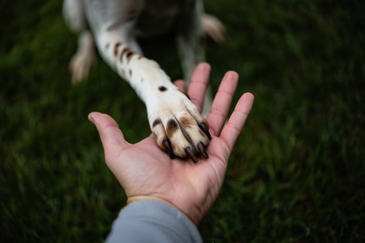Dog Background Dog and Human Handshake Canine Paw in Human Hand Outdoors photo