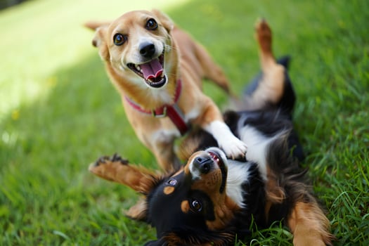 Dog Background Two Happy Dogs Playing Joyfully in Lush Green Grass Canine Fun Pet Companionship photo