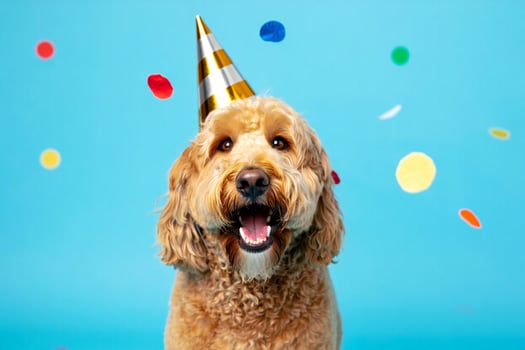 Dog Background Happy Golden Doodle Dog Wearing Party Hat with Confetti Celebration photo