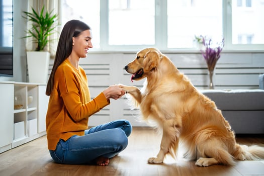 Dog Background Woman and Golden Retriever Dog Playing at Home Happy Pet Owner photo