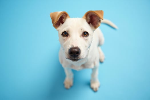 Dog Background Adorable White Puppy with Tan Ears Sitting on Blue Background Pet Portrait Photography photo