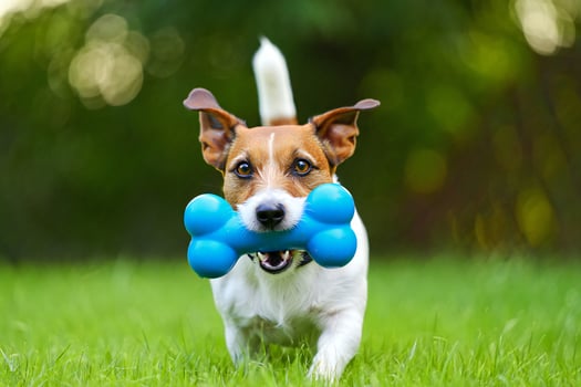 Dog Background Happy Jack Russell Terrier Puppy Playing Outdoors with Blue Bone Toy in Green Grass photo
