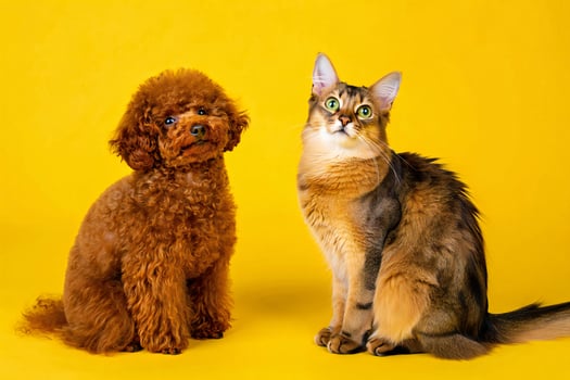 Dog Background Adorable Toy Poodle and Somali Cat Posing Together on Yellow Background photo