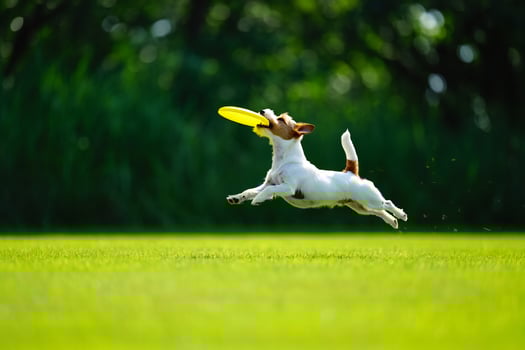 Dog Background Happy Jack Russell Terrier Dog catching a yellow flying disc mid air in a green park photo