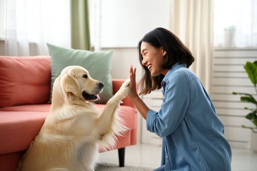 Dog Background Happy Woman Playing with Golden Retriever Dog at Home Giving High Five photo