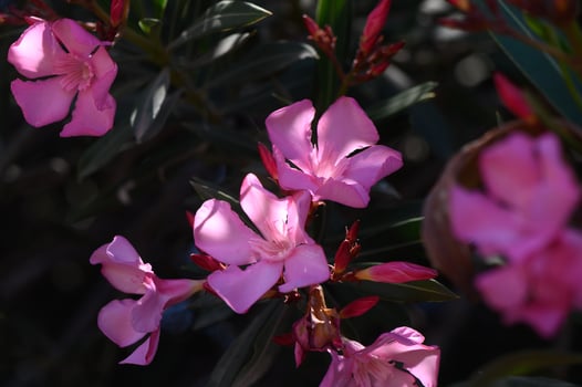 Closeup of tender pink oleander flowers glowing in warm Cyprus light. photo