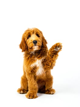Dog Background Adorable Red Goldendoodle Puppy Raising Paw Cute Dog Studio Shot photo