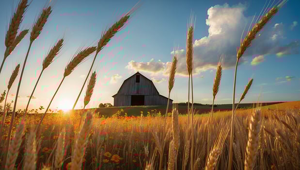 Rustic Barn on Hilltop Overlooking Golden Wheat Field at Sunset photo