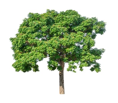 Green tree plant isolated on white background. photo