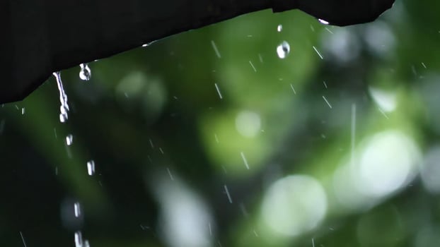 Rain drops falling from a roof onto a green tree photo