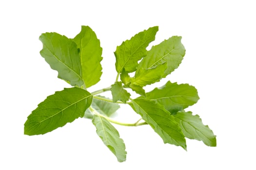 A fresh basil leaf isolated on a white background photo