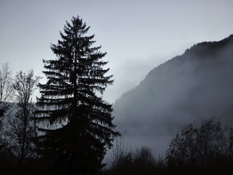 Towering evergreen tree rising through misty mountain landscape, emblematic of alpine wilderness near chamonix in late autumn photo