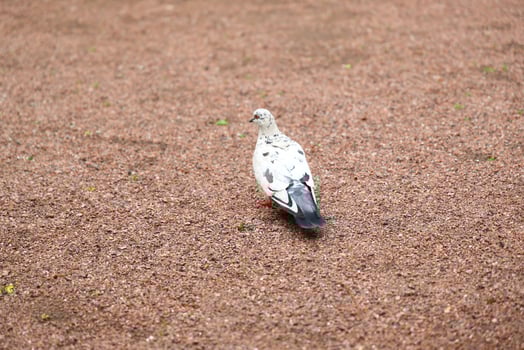 A beautiful White and Gray Pigeon gracefully resting on the gravel ground in the urban area photo