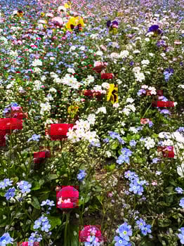 Delicate simple flowers in spring on a flower bed in the park. Close-up of flowers. photo