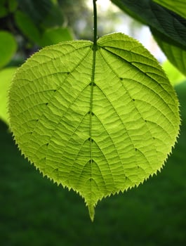 Green leaf of Linden tree photo