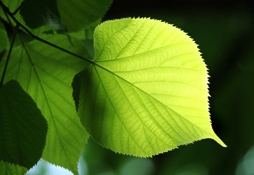 Green leaf glowing in sunlight photo