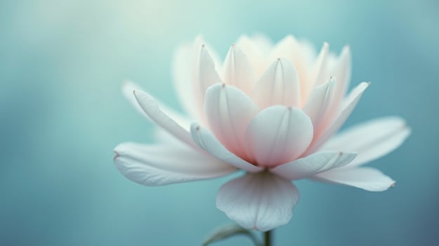 A delicate white flower with soft petals against a blurred, serene backdrop. photo