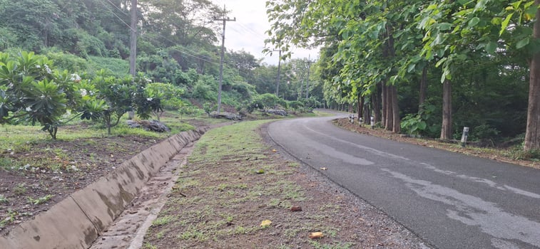 A path in the forest with trees and bushes on both sides photo