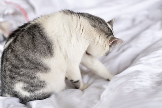 white cat with gray spots washing itself on the bed photo