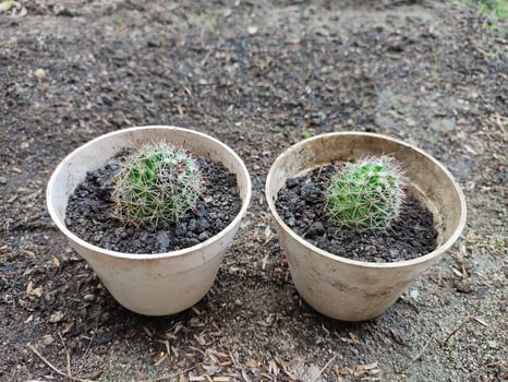 Two small Mammillaria polythele Cacti in a white pot photo
