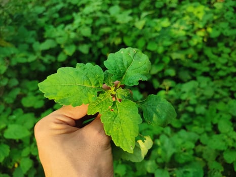 Hand holding a patchouli plant or Pogostemon cablin, a medicinal plant used for aromatherapy or essential oils photo