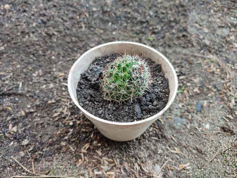 Small Mammillaria polythele cactus in a beautiful white pot photo