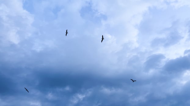 Soaring silhouettes breach the cobalt sky, echoing Tempestade celebrations, air borne delight, mystical avian dance above celestial canvas photo
