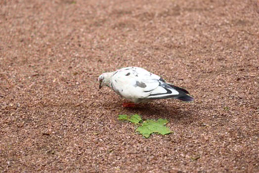 A White Pigeon can be seen foraging on the ground amidst a scattering of colorful leaves photo