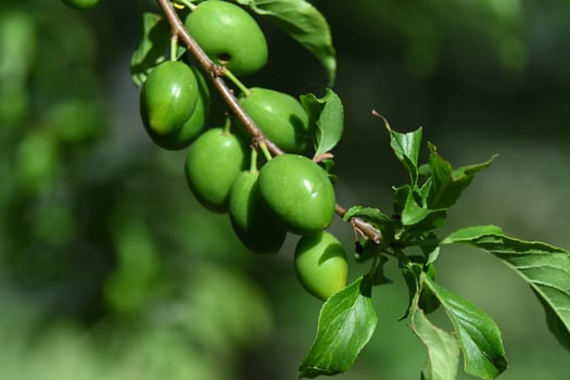 green fruits on a tree branch photo