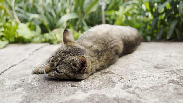 Cute funny kitten scratching his body on th concrete. Gray striped cat lying at yard. Beautiful domestic cat resting outdoor. Concept of adorable domestic animal. Close up photo
