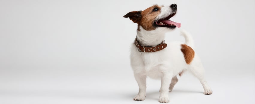 The happy dog exploring its surroundings in a stylish collar photo
