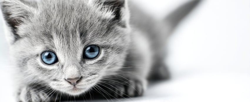The adorable gray kitten exploring its surroundings with bright blue eyes. photo