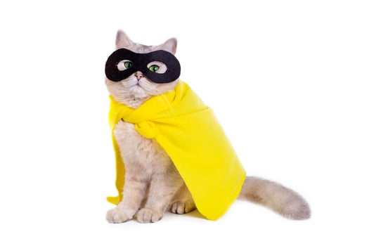 A funny white cat with green eyes, wearing a yellow raincoat and a black mask,on a white background. photo