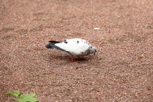 A pigeon is foraging diligently on sandy ground, set in a wonderfully tranquil setting photo