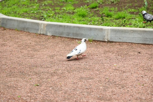 An Elegant White Pigeon Rests Gracefully on the Pavement in a Lush Park Setting Nearby photo