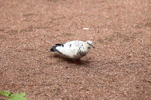 A Unique Pigeon Featuring Distinctive Feather Patterns Found in a Beautiful Natural Setting photo