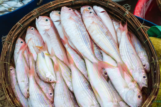 catch of fresh sea fish Threadfin Bream in basket at the seafood market photo