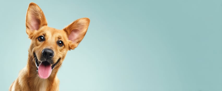 The happy dog posing adorably with a cheerful expression against a light background. photo