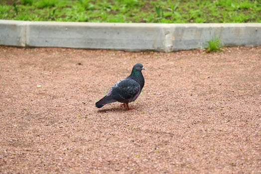 A Urban Pigeon is Walking on a Gravel Path in a Public Park Surrounded by Nature and Life photo