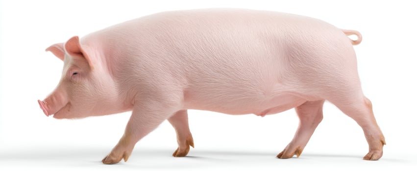The adorable pig walking gracefully on a farm environment. photo