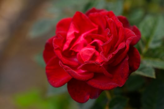 Close-Up of a Red Rose Blossom in Cyprus Garden photo